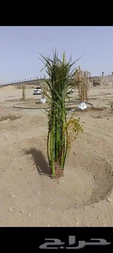 نخل للبيع 0