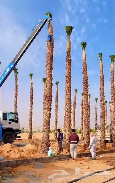 نخل واشنطن للبيع 5