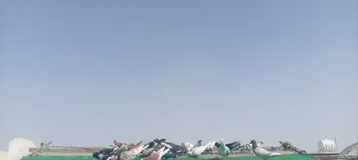 حمام شامي كش 3