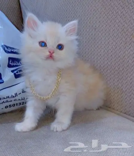 كيتن بيرشن للبيع بيشه 0