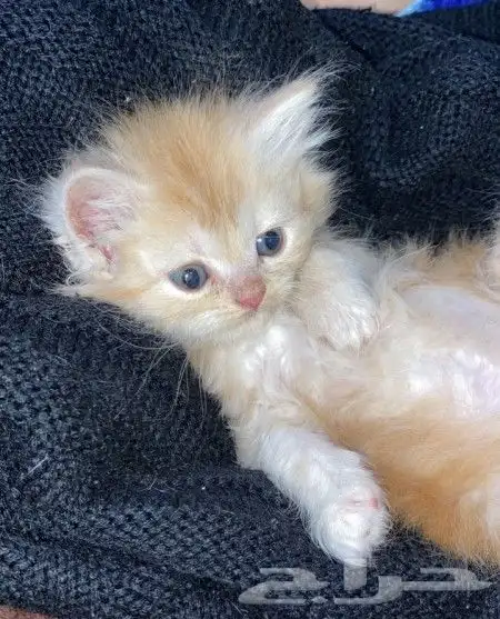 كيتن بيرشن للبيع بيشه 2