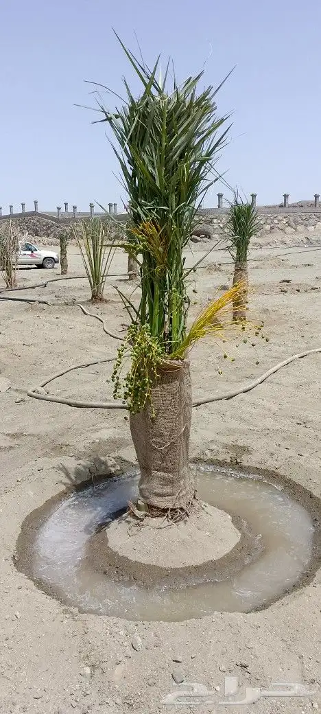 نخل للبيع 3