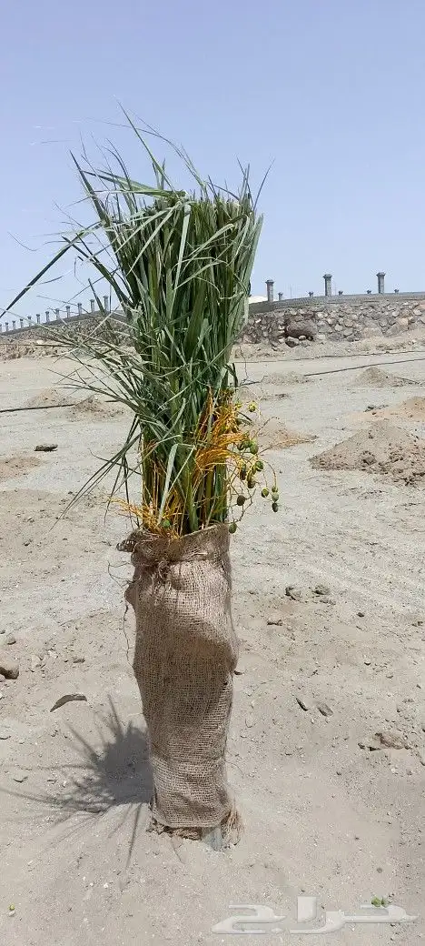 نخل للبيع 2