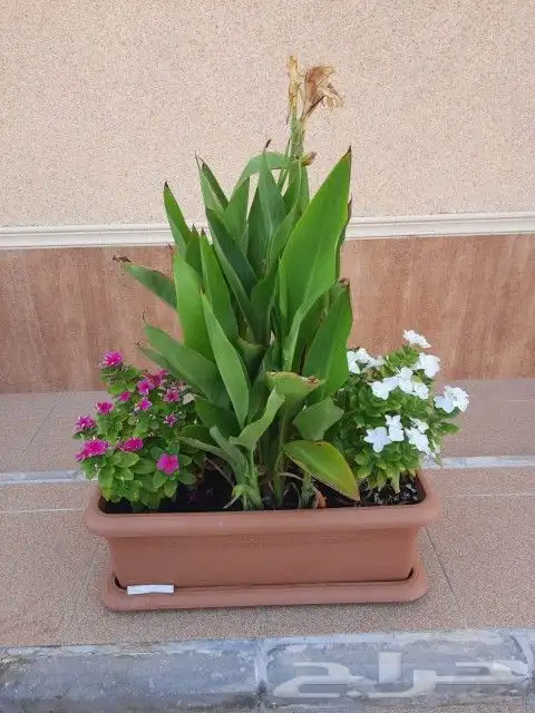 تنسيق حدائق الدمام 0