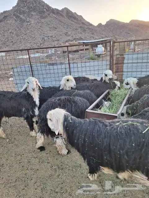 طليان نجد ويوجد حجز إلى أخر ايام العيد 6