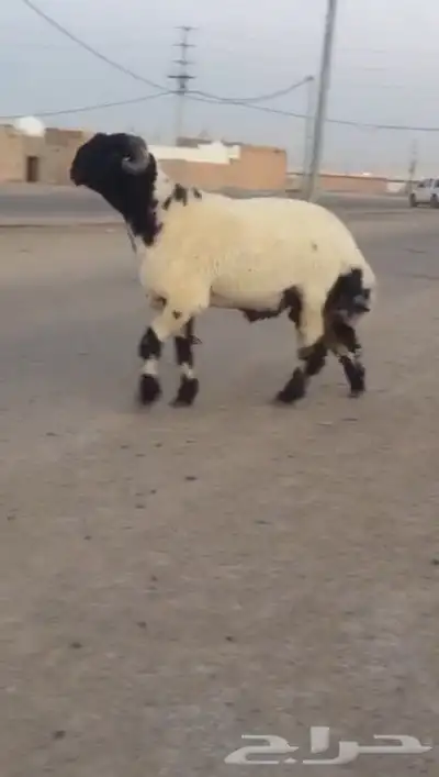 جدع نعيمي صنف فاخر للبيع 2
