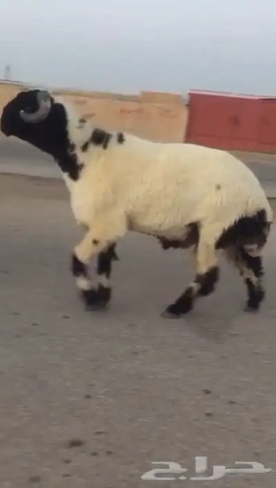 جدع نعيمي صنف فاخر للبيع 1