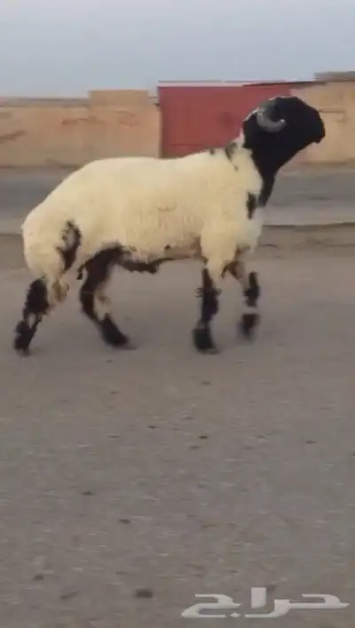 جدع نعيمي صنف فاخر للبيع 0