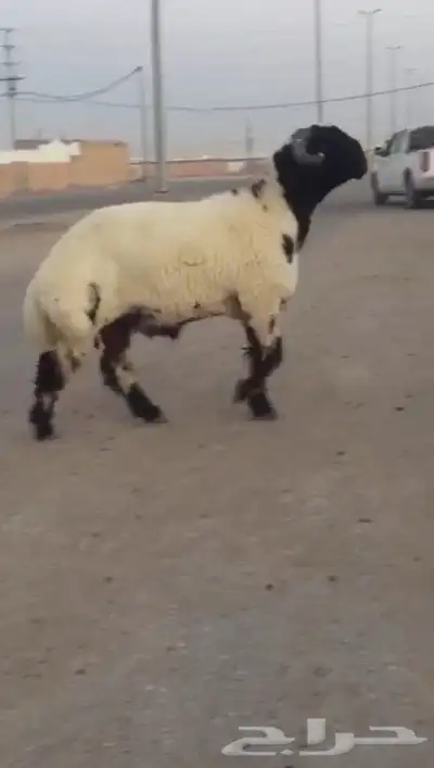 جدع نعيمي صنف فاخر للبيع 3