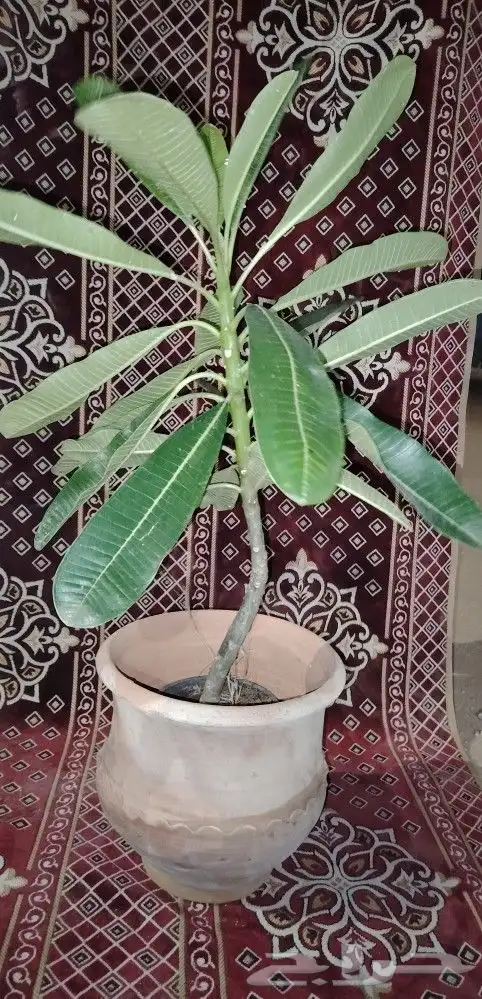 زير ماء 5