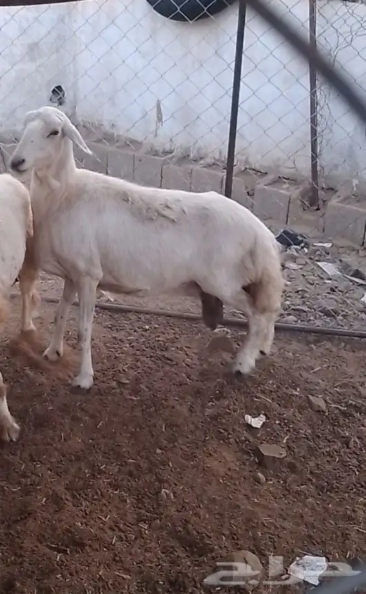 نعجه للبيع 2