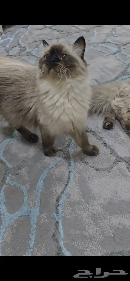 قطط هملايا بيور 0