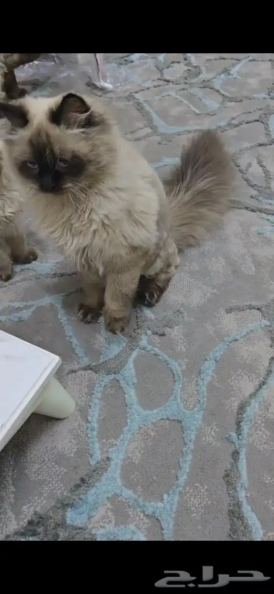 قطط هملايا بيور 1