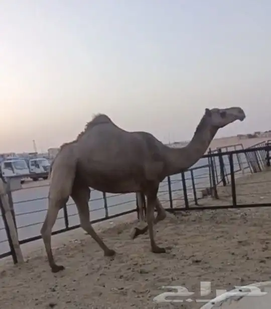 ناقه الصفرا الكفو معشر لها شهر السن رباع عليها سوم 6500 0