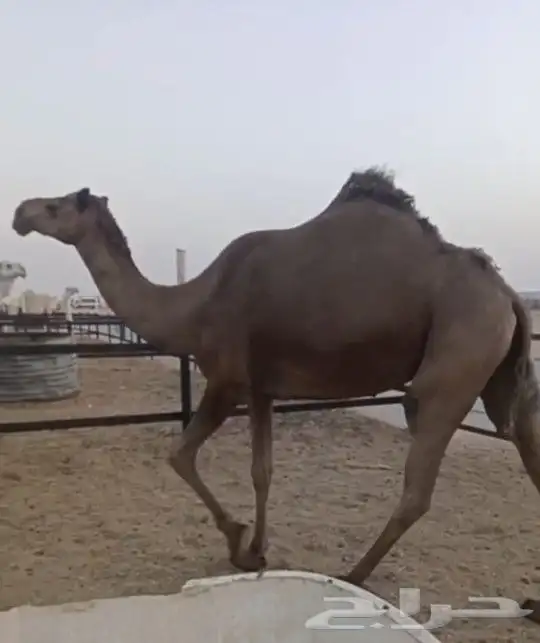 ناقه الصفرا الكفو معشر لها شهر السن رباع عليها سوم 6500 2
