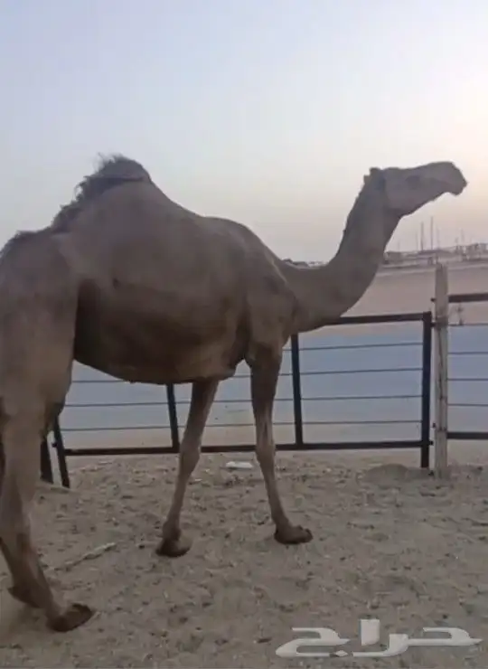 ناقه الصفرا الكفو معشر لها شهر السن رباع عليها سوم 6500 1