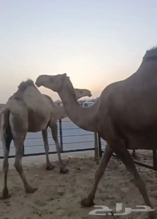 ناقه الصفرا الكفو معشر لها شهر السن رباع عليها سوم 6500 3