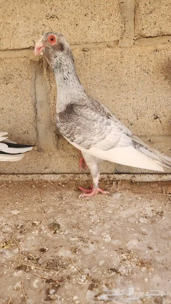 6 حبات مساويد 2