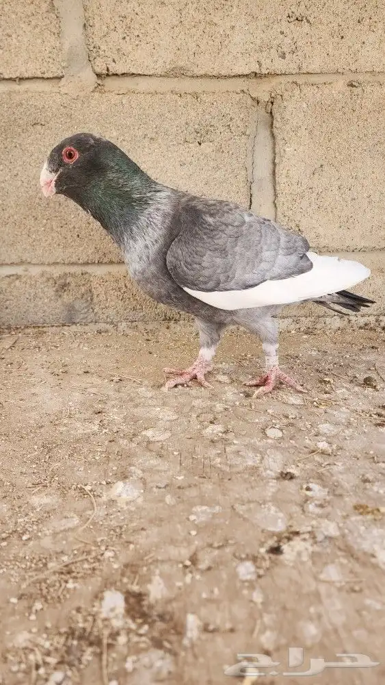 6 حبات مساويد 3
