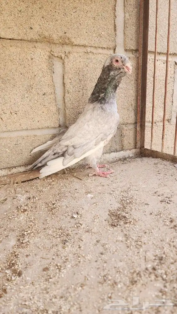 6 حبات مساويد 1