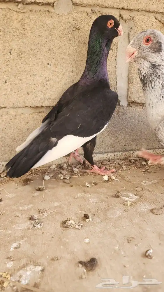 6 حبات مساويد 5