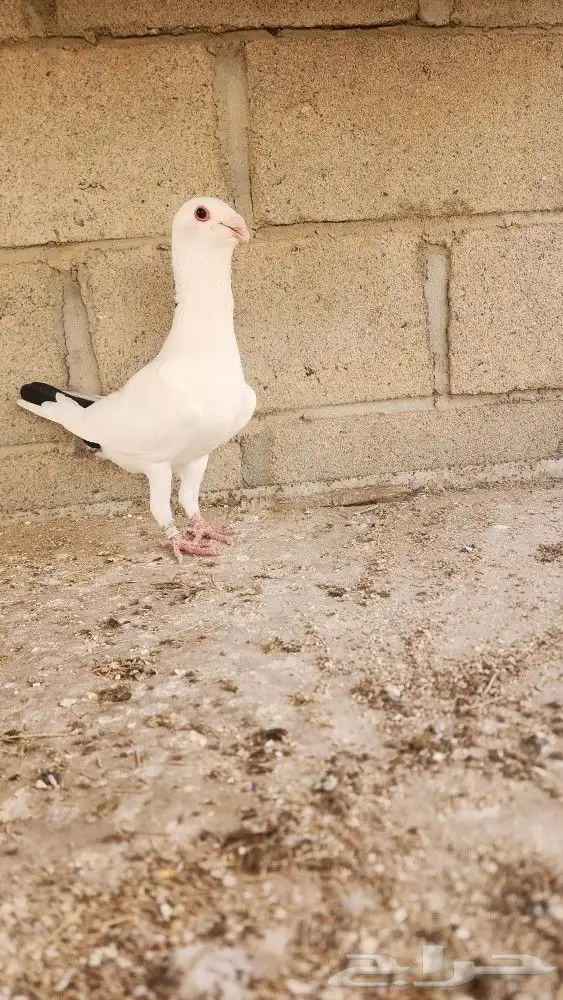 6 حبات مساويد 0