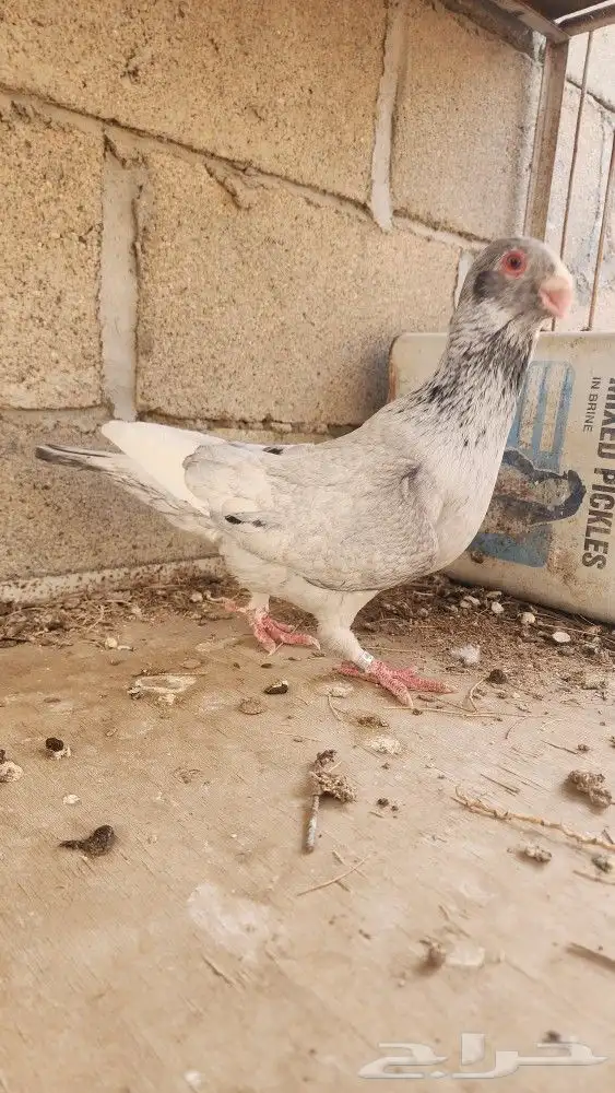 6 حبات مساويد 4