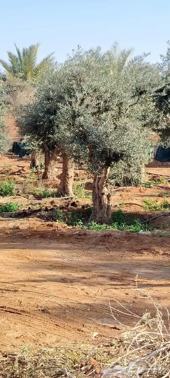زيتون مثمر نيبالي نخل وشنطني 7