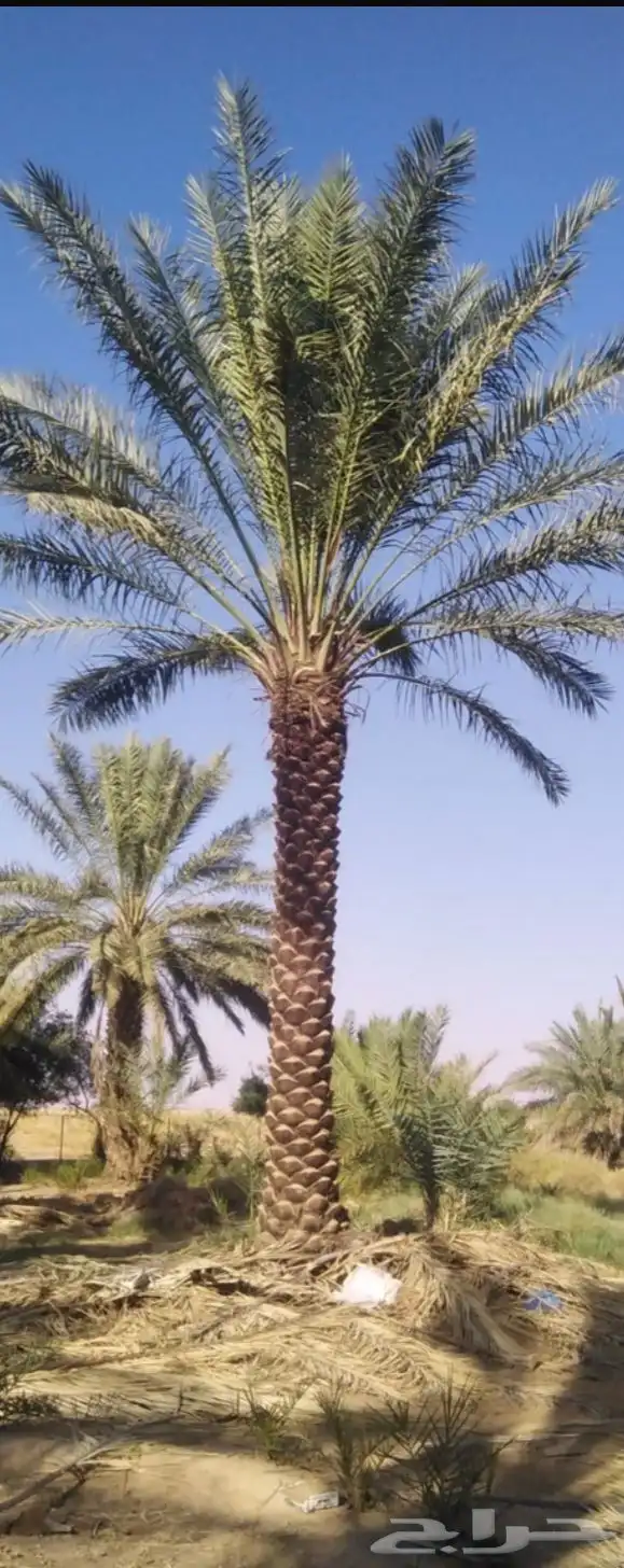يوجد لدينا نخل زينه وعربي علا جميع المقاسات وسعار مناسبه 3
