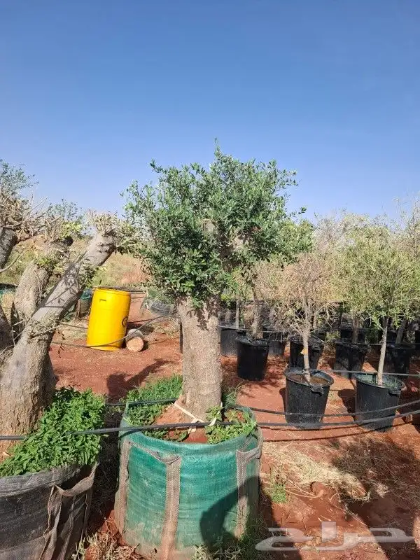 أشجار زيت زيتون معمرة 6