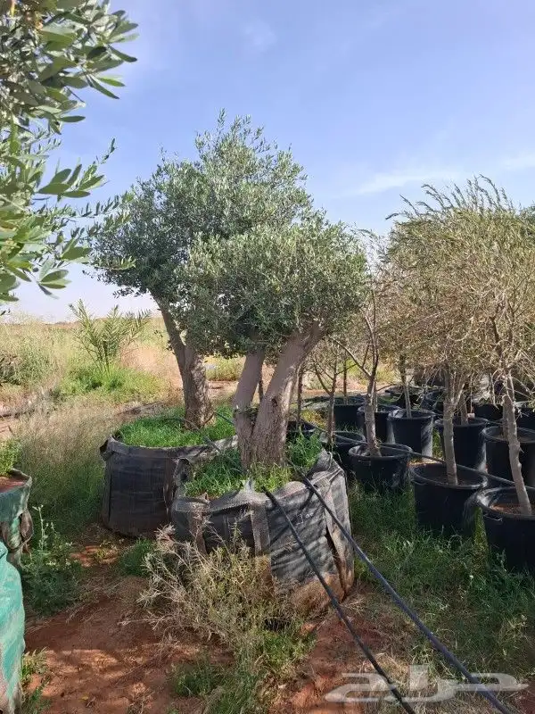 أشجار زيت زيتون معمرة 0