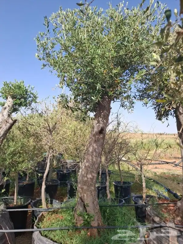 أشجار زيت زيتون معمرة 3