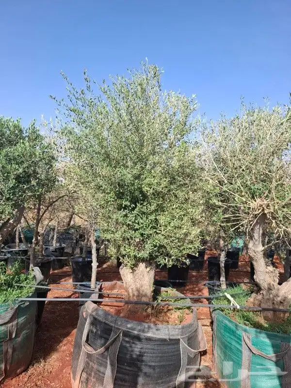 أشجار زيت زيتون معمرة 2