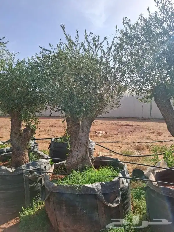أشجار زيت زيتون معمرة 4