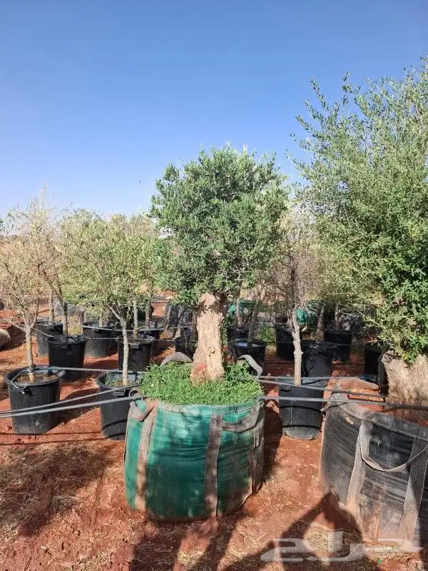 أشجار زيت زيتون معمرة 5
