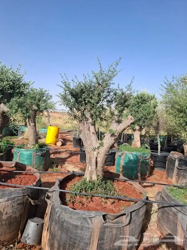 أشجار زيت زيتون معمرة 1