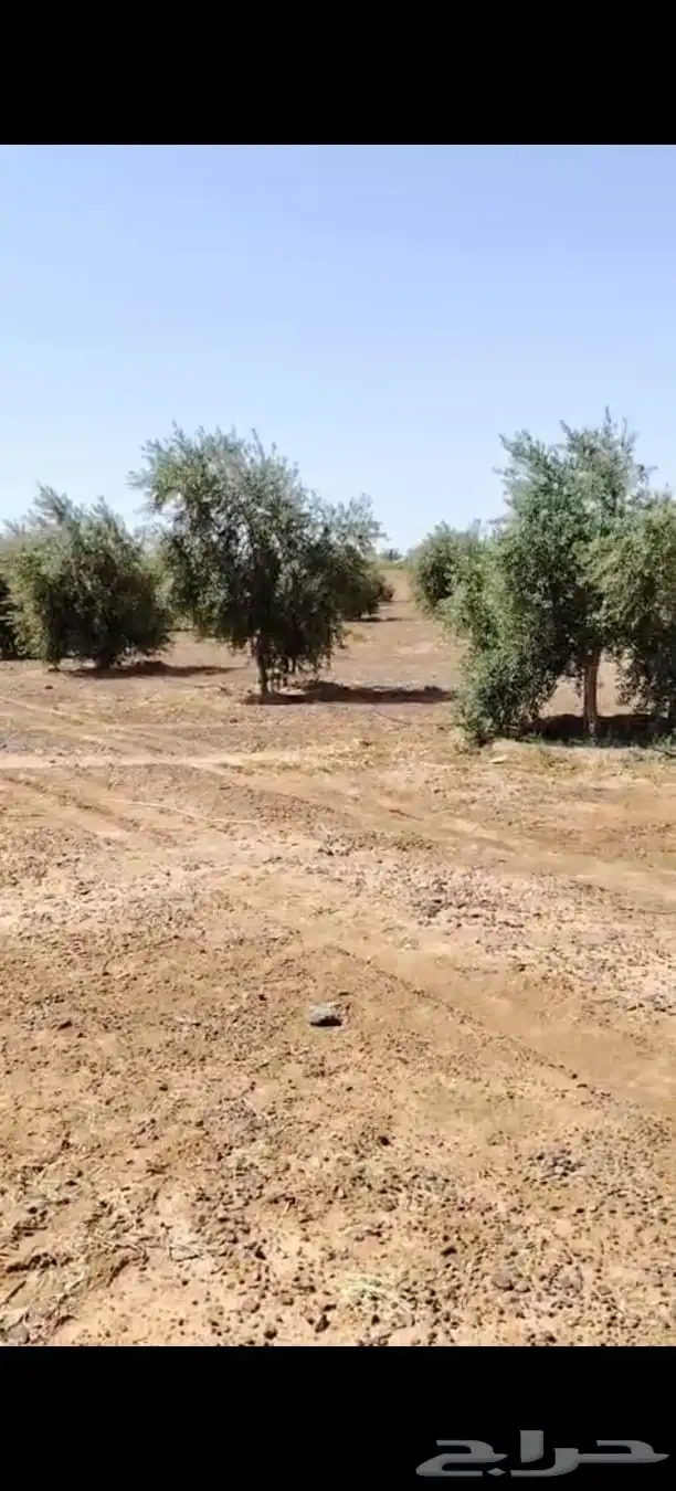 زيتون مثمر نيبالي نخل وشنطني 8