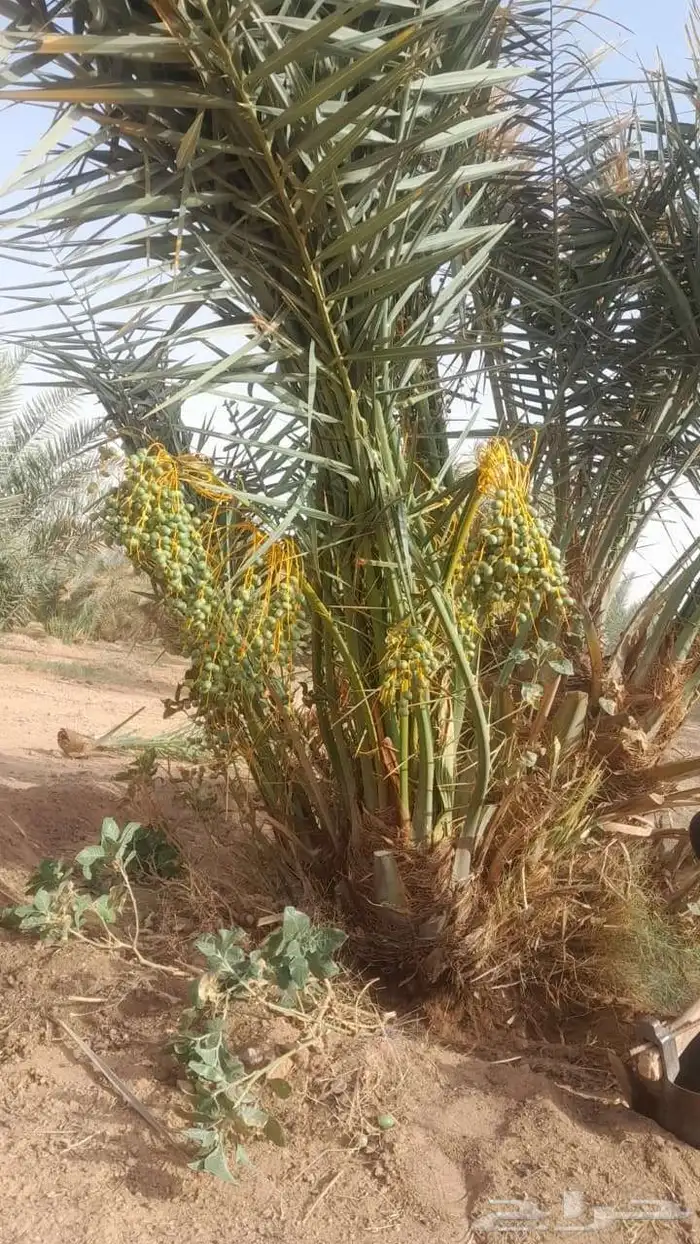 يوجد لدينا نخل زينه وعربي علا جميع المقاسات وسعار مناسبه 1