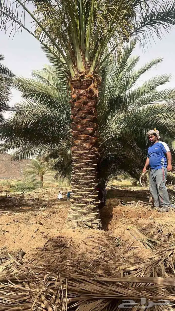 مطلوب نخل من مترين الا خمسه متر 0