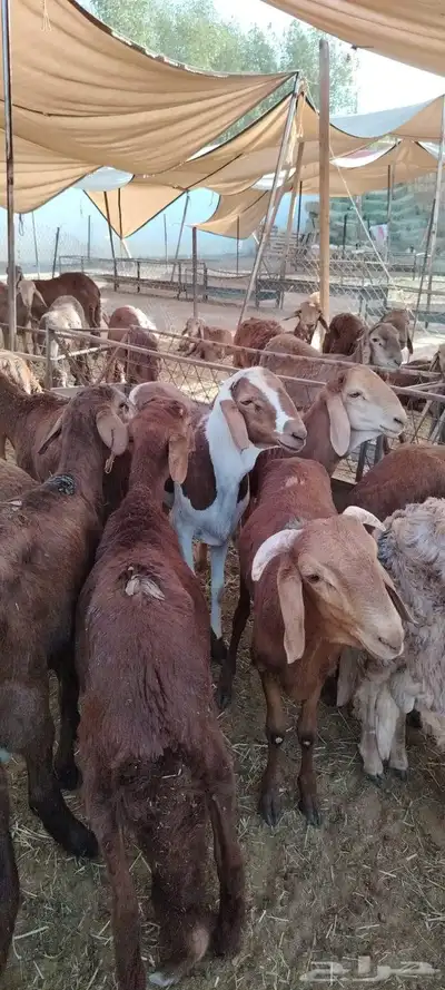 نعيمى وسواكنى مضمون 3