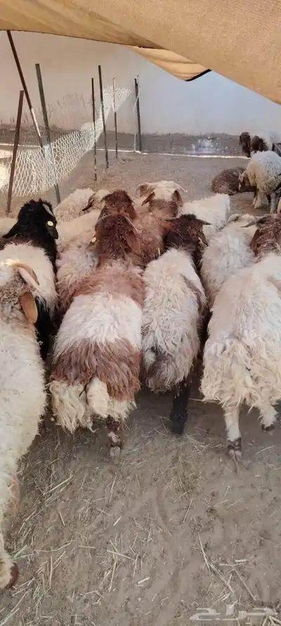نعيمى وسواكنى مضمون 5