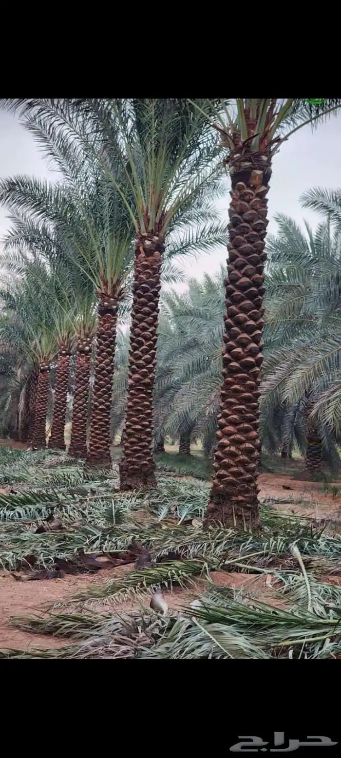 يوجد لدينا نخيل للبيع في أنحاء المملكة العربية السعودية 8