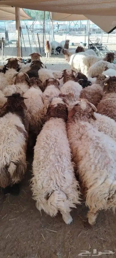 نعيمى وسواكنى مضمون 1
