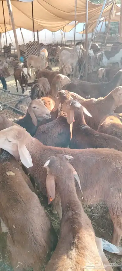 نعيمى وسواكنى مضمون 4