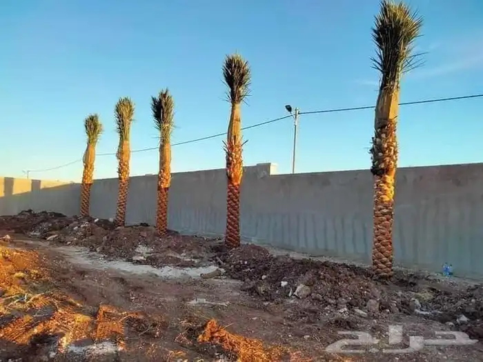 نقوم بتوريد وزراعه جميع انواع النخيل والزيتون 8