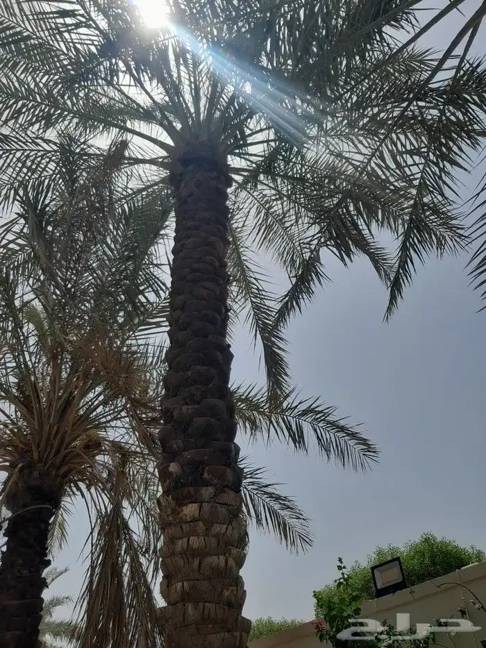 تكريب تنظيف وترتيب تعديل نخل بجميع انواعه عربي وشنطني 0