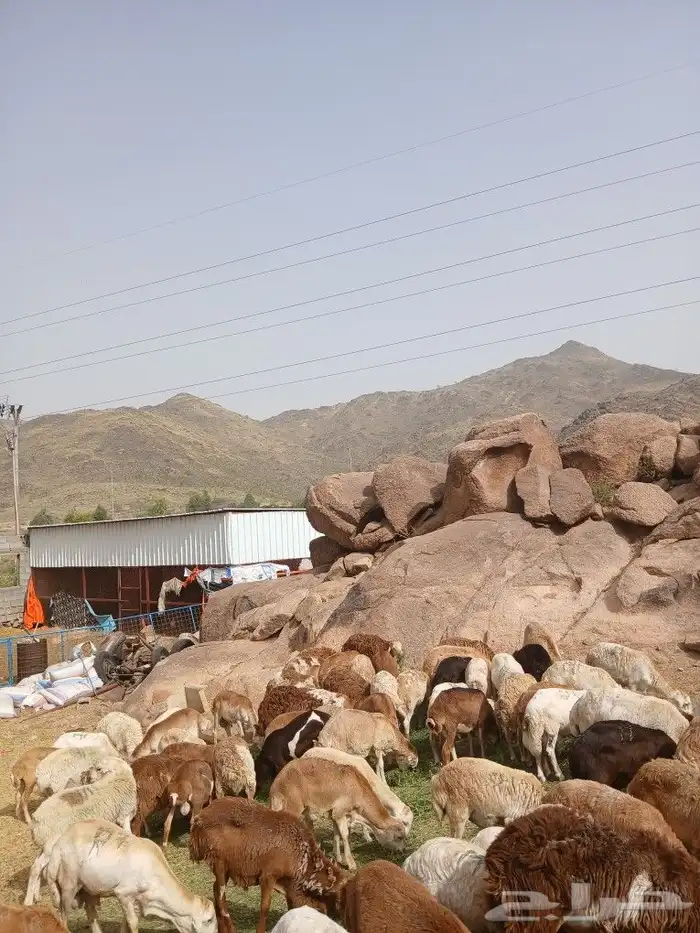 طليان رفيدي مستور العدد 80 راس 2