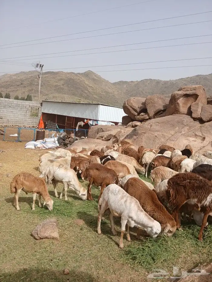 طليان رفيدي مستور العدد 80 راس 0