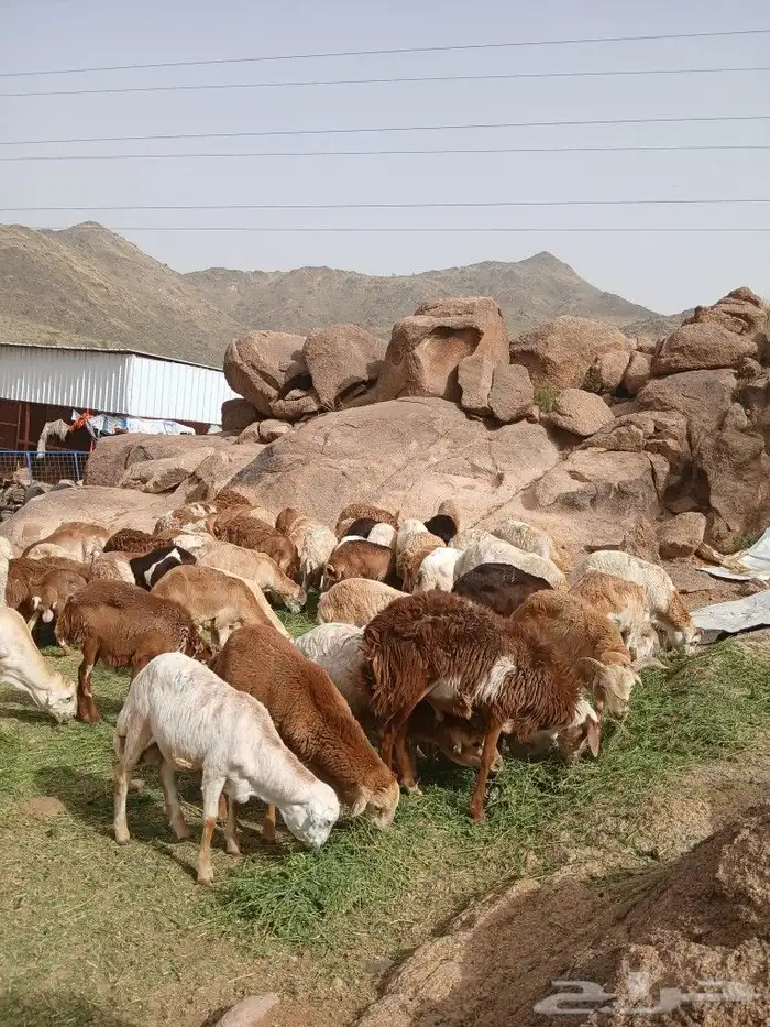طليان رفيدي مستور العدد 80 راس 1