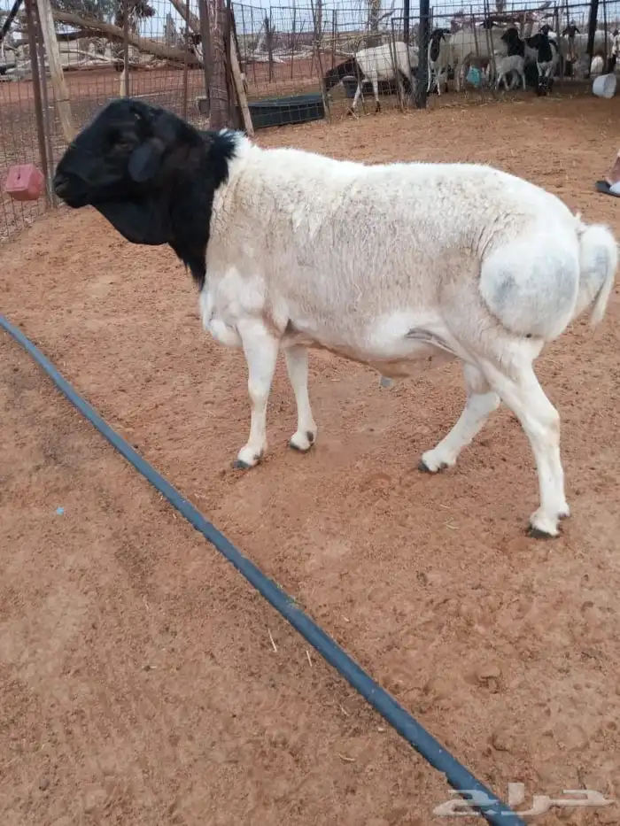 للبيع خرفان مع جفرة 5